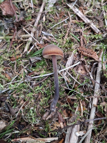 Cucumber Cap