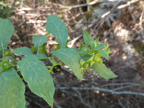 Deadly Nightshade