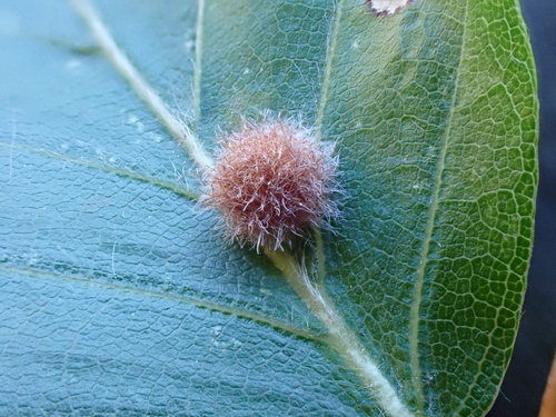 Hairy Beech Gall