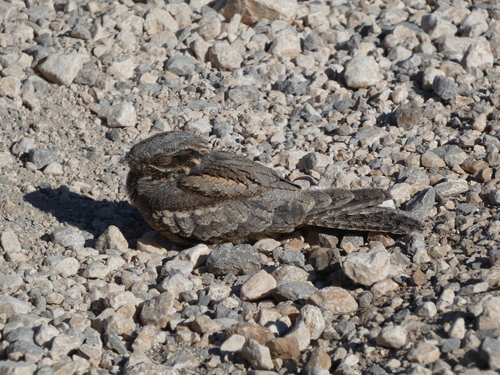 Eurasian Nightjar