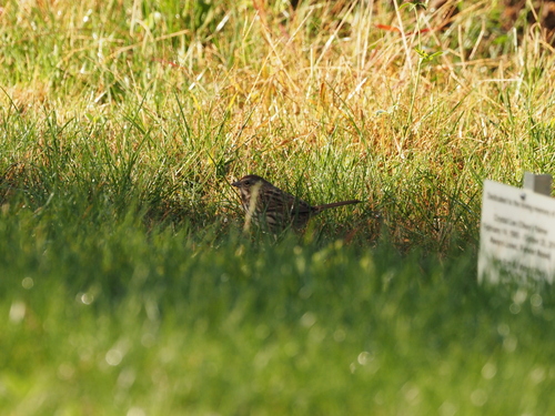 Song Sparrow