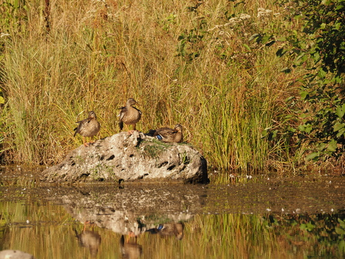 Mallard
