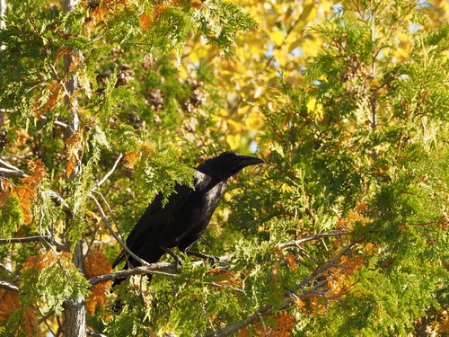 American Crow