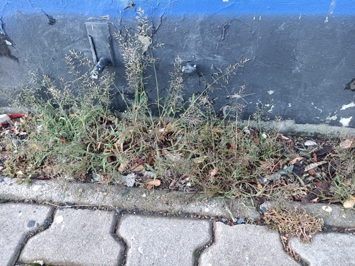 Little Lovegrass