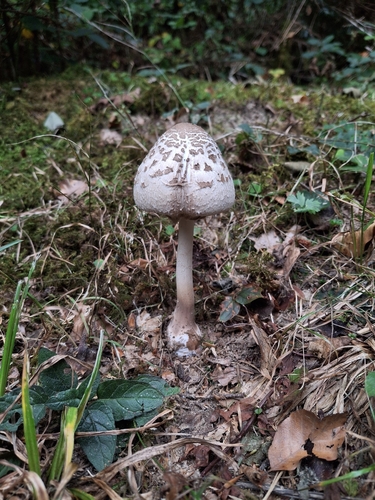Macrolepiota rhodosperma