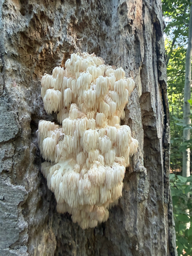 Bear's Head Tooth