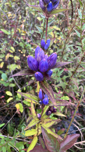 closed bottle gentian