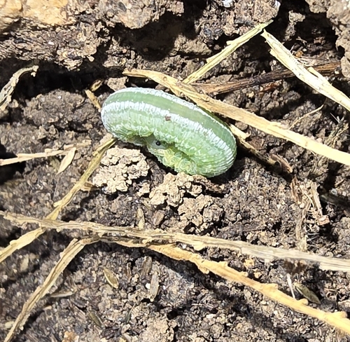 Fries' Sawfly