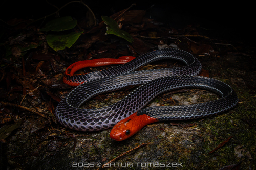 Red-headed Krait