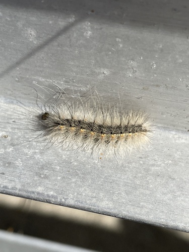 Fall Webworm Moth