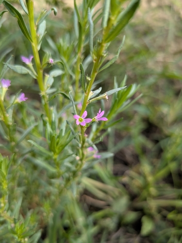 Hyssop Loosestrife