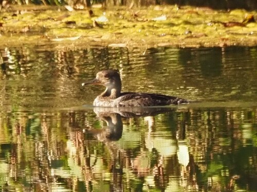 Hooded Merganser