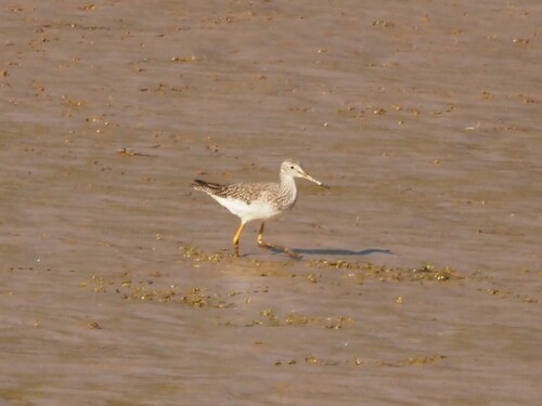Greater Yellowlegs