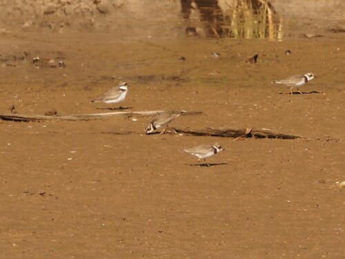 Semipalmated Plover