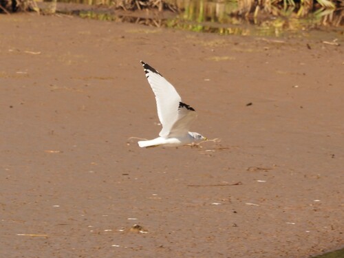 Ring-billed Gull