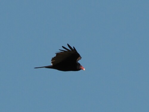 Turkey Vulture