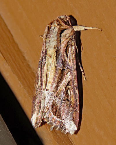 Sweet Potato Armyworm Moth