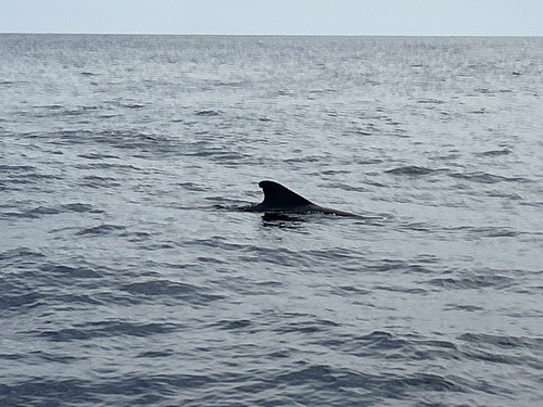 Short-finned Pilot Whale
