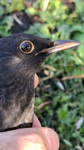 Eurasian Blackbird