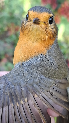 European Robin