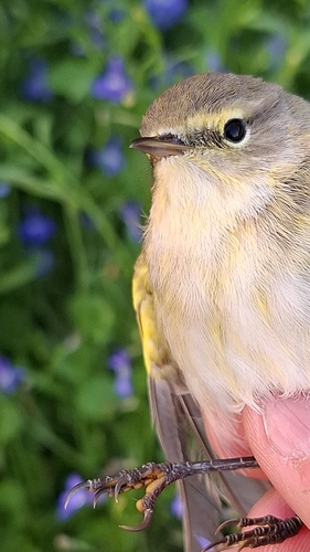 Common Chiffchaff