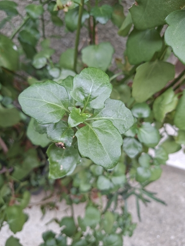 creeping groundsel