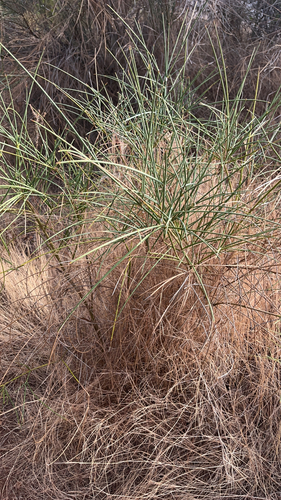 Spanish Broom