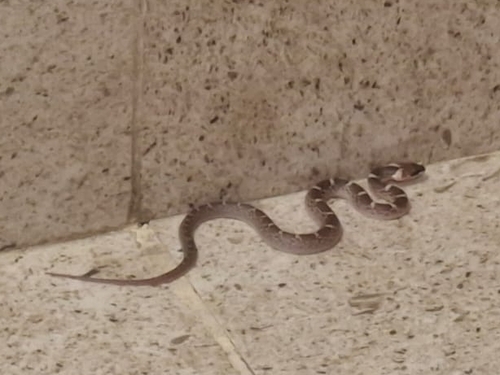 Indian Wolf Snake