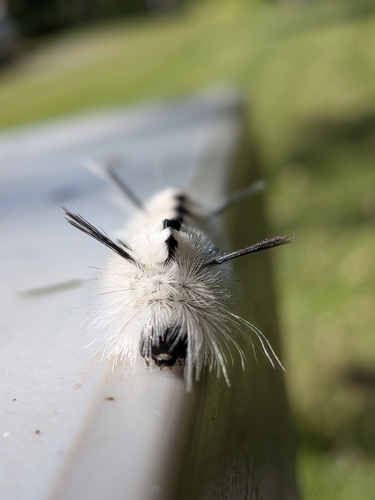 Hickory Tussock Moth