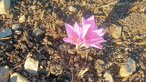 Autumn Crocus
