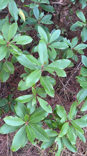 strawberry tree