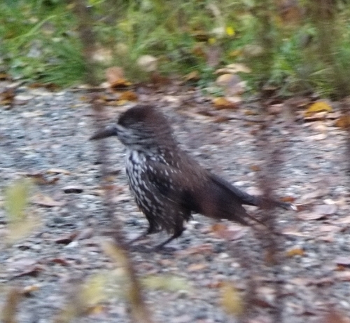 Northern Nutcracker