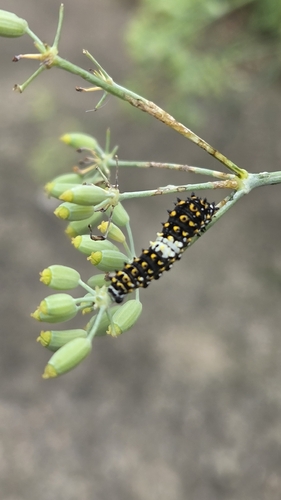 Black Swallowtail