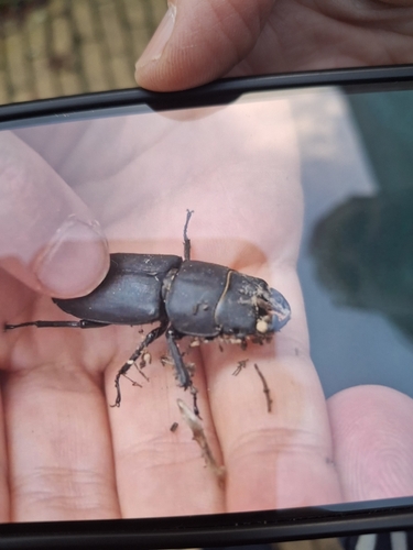 Lesser Stag Beetle