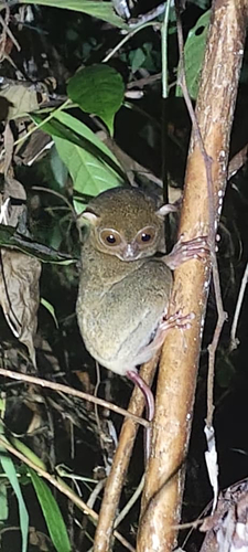 Bornean Tarsier