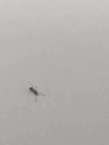 Dark Rover Ant