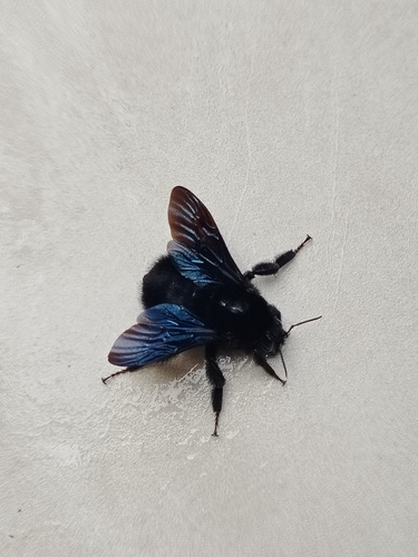 Bombus morio