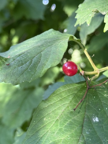 guelder-rose