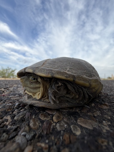 Yellow Mud Turtle