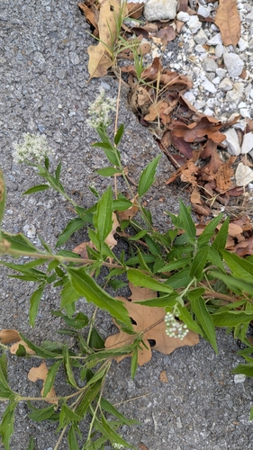 late boneset