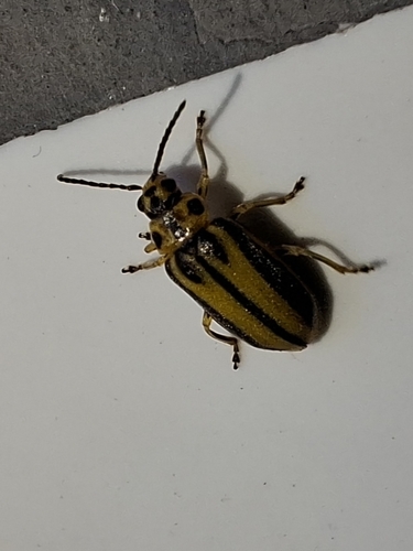 Elm Leaf Beetle