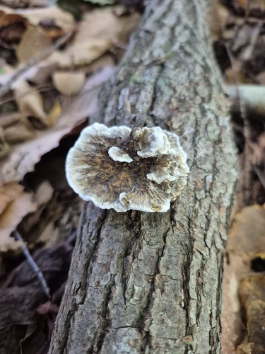 Thin-walled Maze Polypore