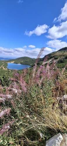 fireweed