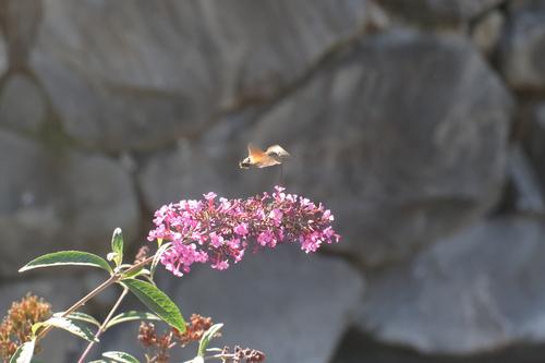 Eurasian Hummingbird Hawkmoth