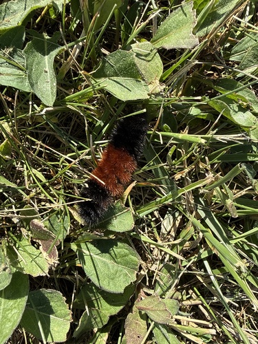 Isabella Tiger Moth