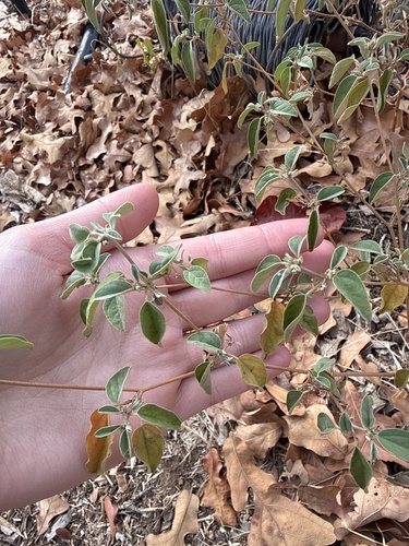 Prairie Tea