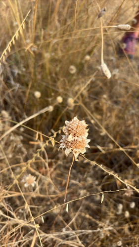 lemon beebalm