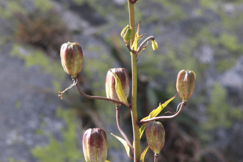 Martagon Lily