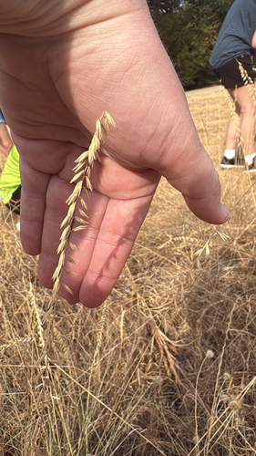 sideoats grama