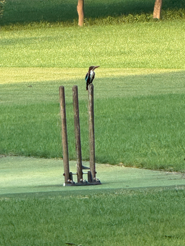 White-throated Kingfisher